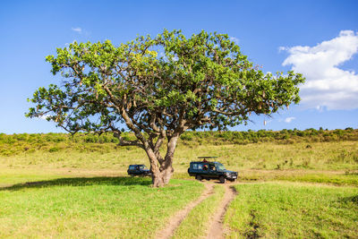 Safari cars under a sausage tree on the savanna in africa