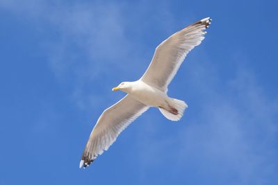 Low angle view of seagull flying against blue sky