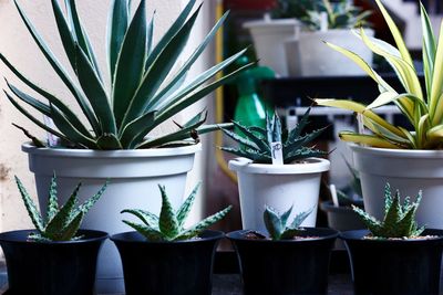 Various types of aloe vera are both large and small are in its pots. it's really beautiful.