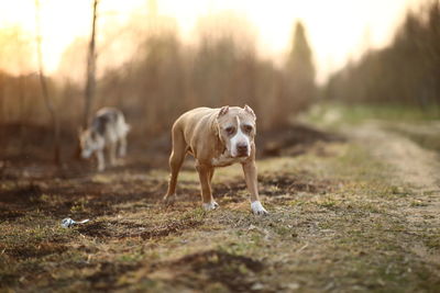 Dog looking away on field