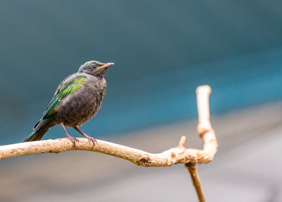 Close-up of bird perching on branch