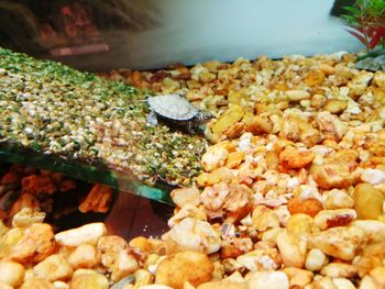 Close-up of fish for sale at market