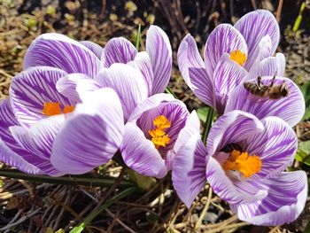 Close-up of purple crocus flowers blooming on field