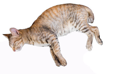 Low angle view of cat over white background