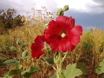 Close-up of red poppy blooming in field