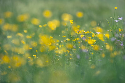 Close-up of yellow flowering plants on field