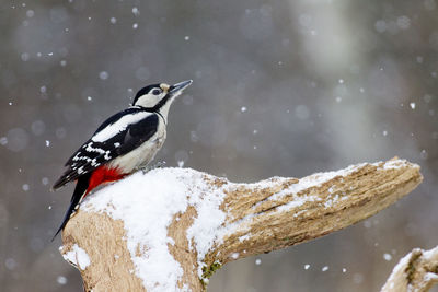 Great spotted woodpecker in bialowieza forest.