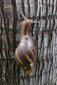 Close-up of lizard on tree trunk