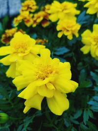 Close-up of yellow flowering plant in park