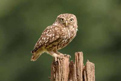 Close-up of owl perching on wood