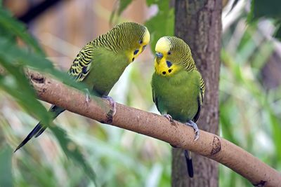 Bird perching on branch