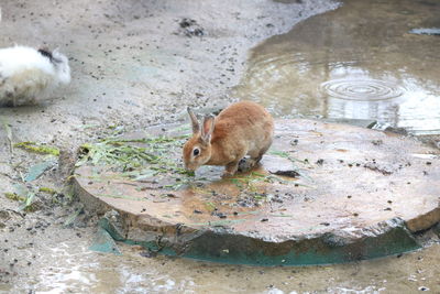 High angle view of sheep on land