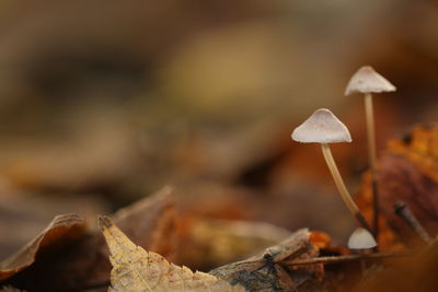 Close-up of mushroom growing outdoors