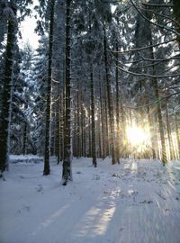 Pine trees in forest during winter