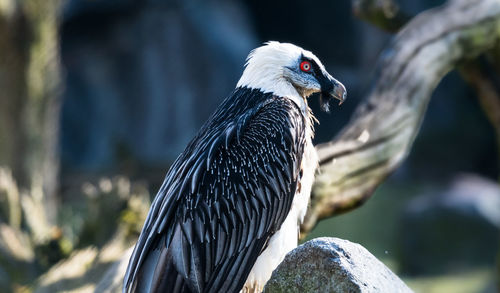 Close-up of bird perching outdoors