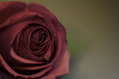 Close-up of red rose