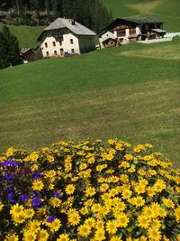 Yellow flowers growing on field by houses