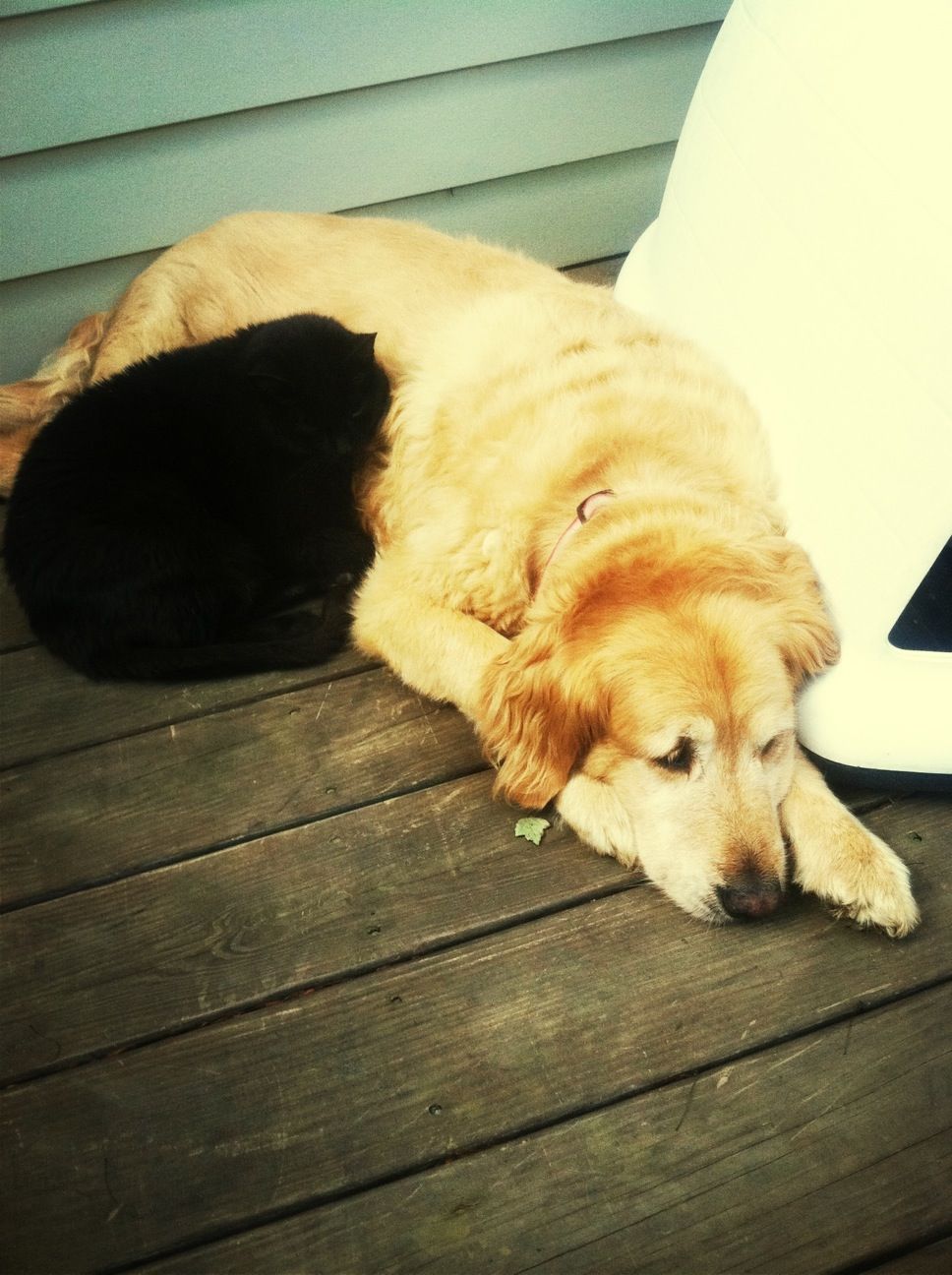 My cat and dog are adorable