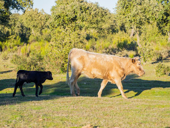 Side view of horse on field