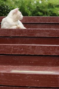 Cat on wooden floor