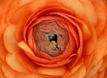 Full frame of red flower