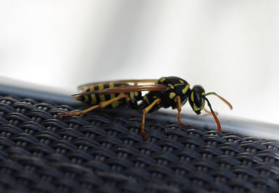 Close-up of insect