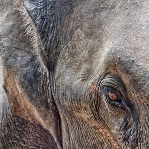 Close-up of elephant