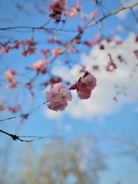 Close-up of cherry blossoms on branch