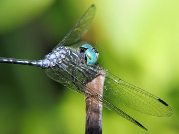 Close-up of damselfly perching on plant