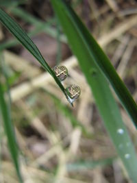 Close-up of insect on grass