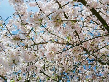 Low angle view of cherry blossom tree