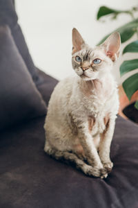 Calm adult devon rex female cat is sitting at home on black couch. color point cat  with blue eyes.