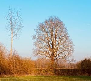 Bare trees on field against sky