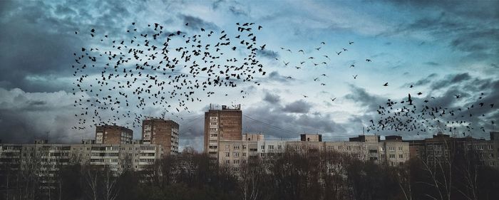 Birds flying in city against sky