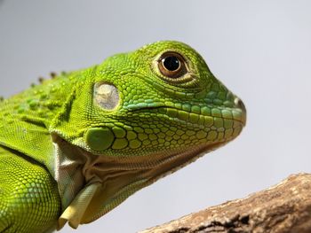 Green Iguana