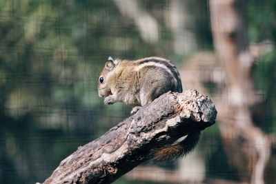 Side view of squirrel on branch
