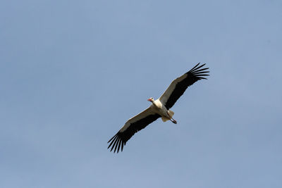 Low angle view of bird flying against clear sky