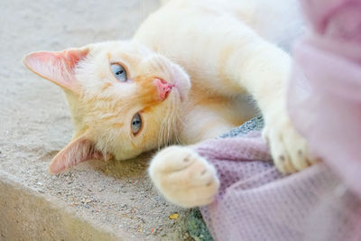 Close-up portrait of a cat