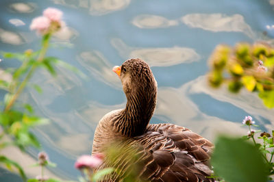 Bird on a lake