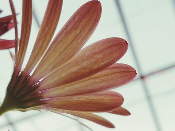 Close-up of purple flowering plant