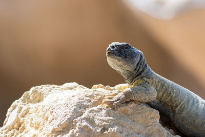 A green leptien's spiny tailed lizard uromastyx aegyptia leptieni resting on a rock very close up.