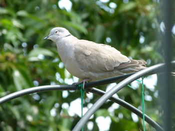 Low angle view of bird perching on a tree