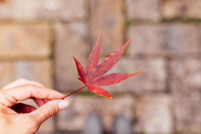 Cropped hand holding autumn leaf