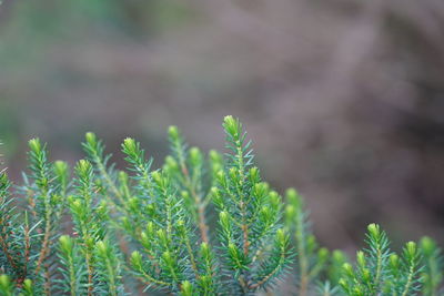 Close-up of plant growing on field