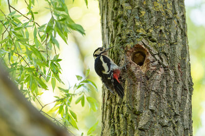 Bird perching on tree trunk