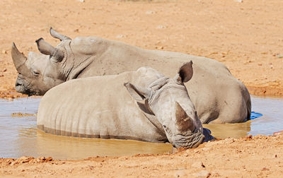 Rhinoceros in zoo