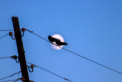Low angle view of bird perching on cable against clear blue sky