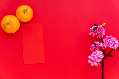 Directly above shot of pink flowering plant against red background