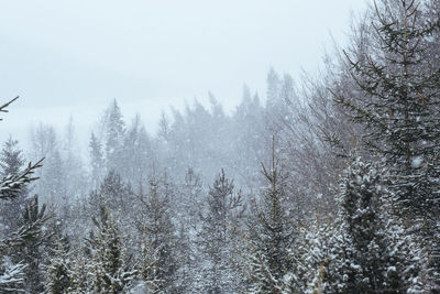 Snow covered trees in forest against sky