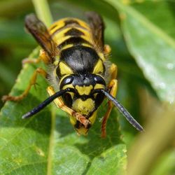 Close-up of insect on yellow flower